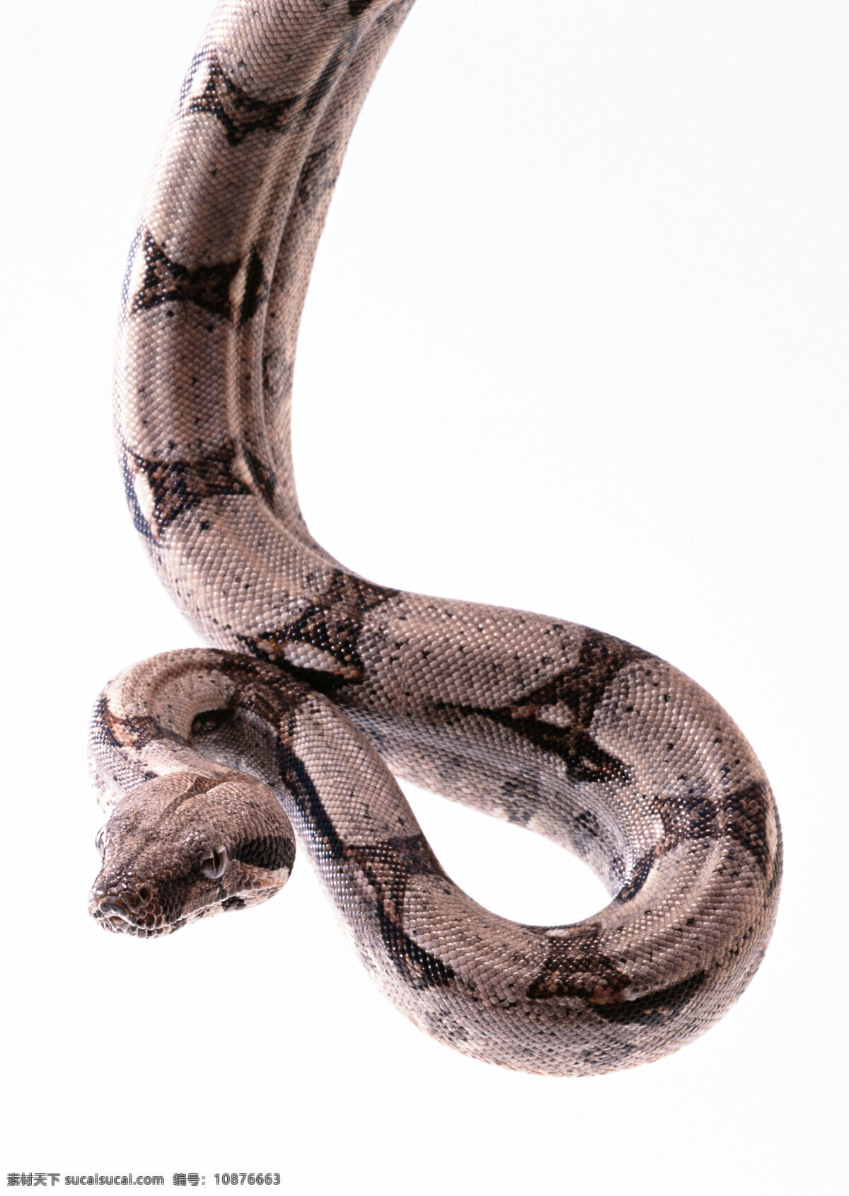 蛇 蟒蛇 乌龟 动物 蛇照片 大蟒蛇 非洲蟒 生物世界 野生动物