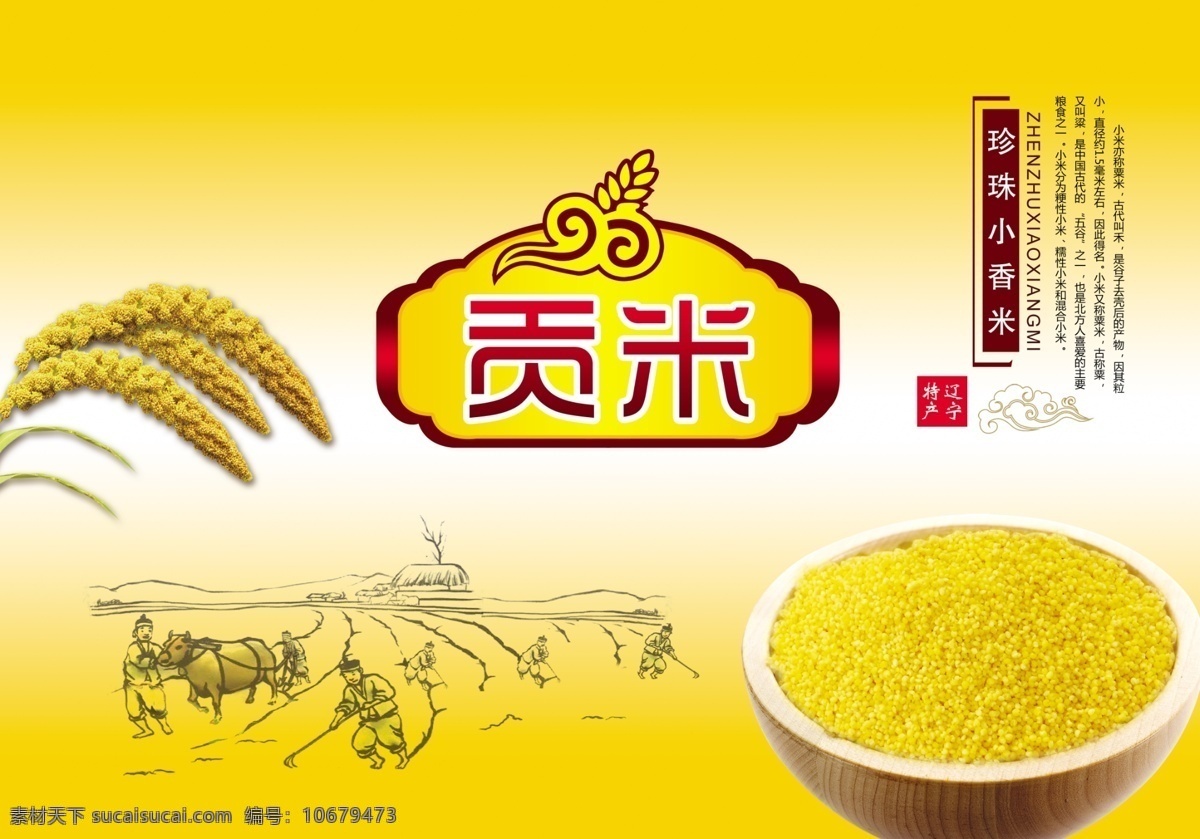 贡米 小米 黄米 耕种 黄小米 分层