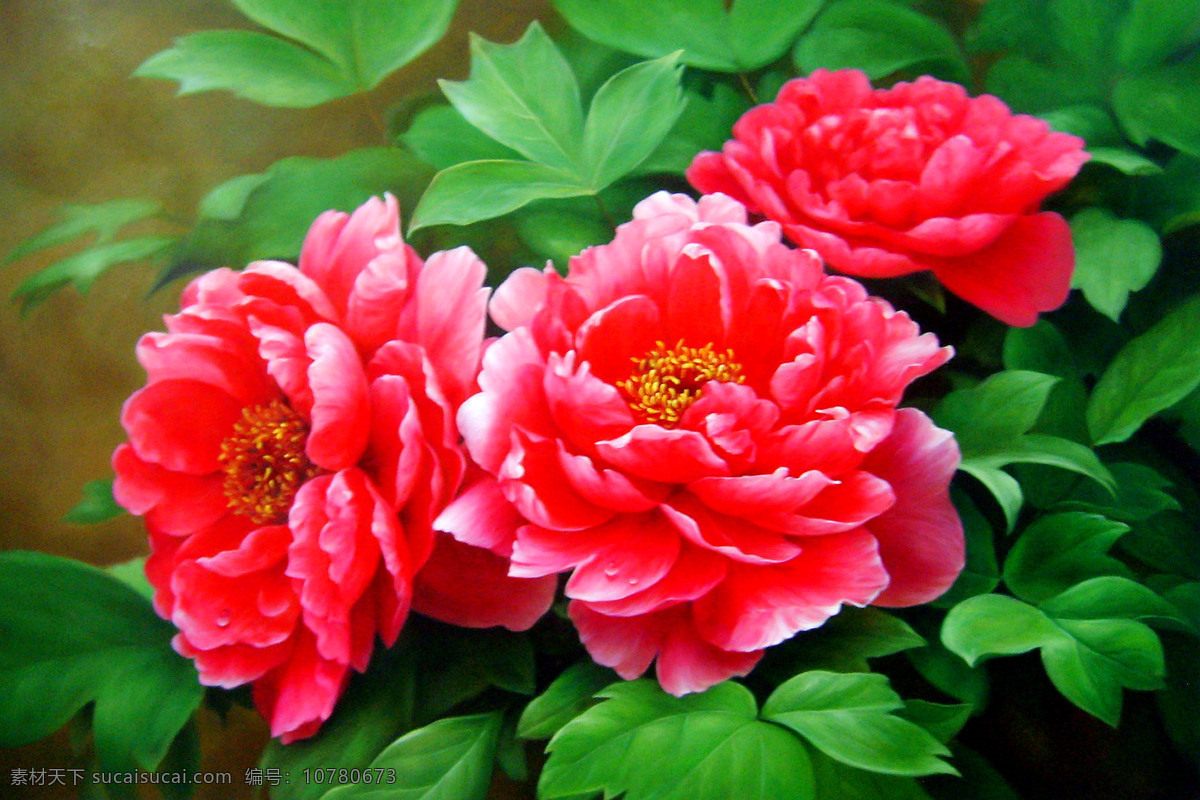 年 年长 占 断 春光 美术 油画 花卉画 牡丹花 红牡丹 牡丹画 油画艺术 油画作品38 绘画书法 文化艺术