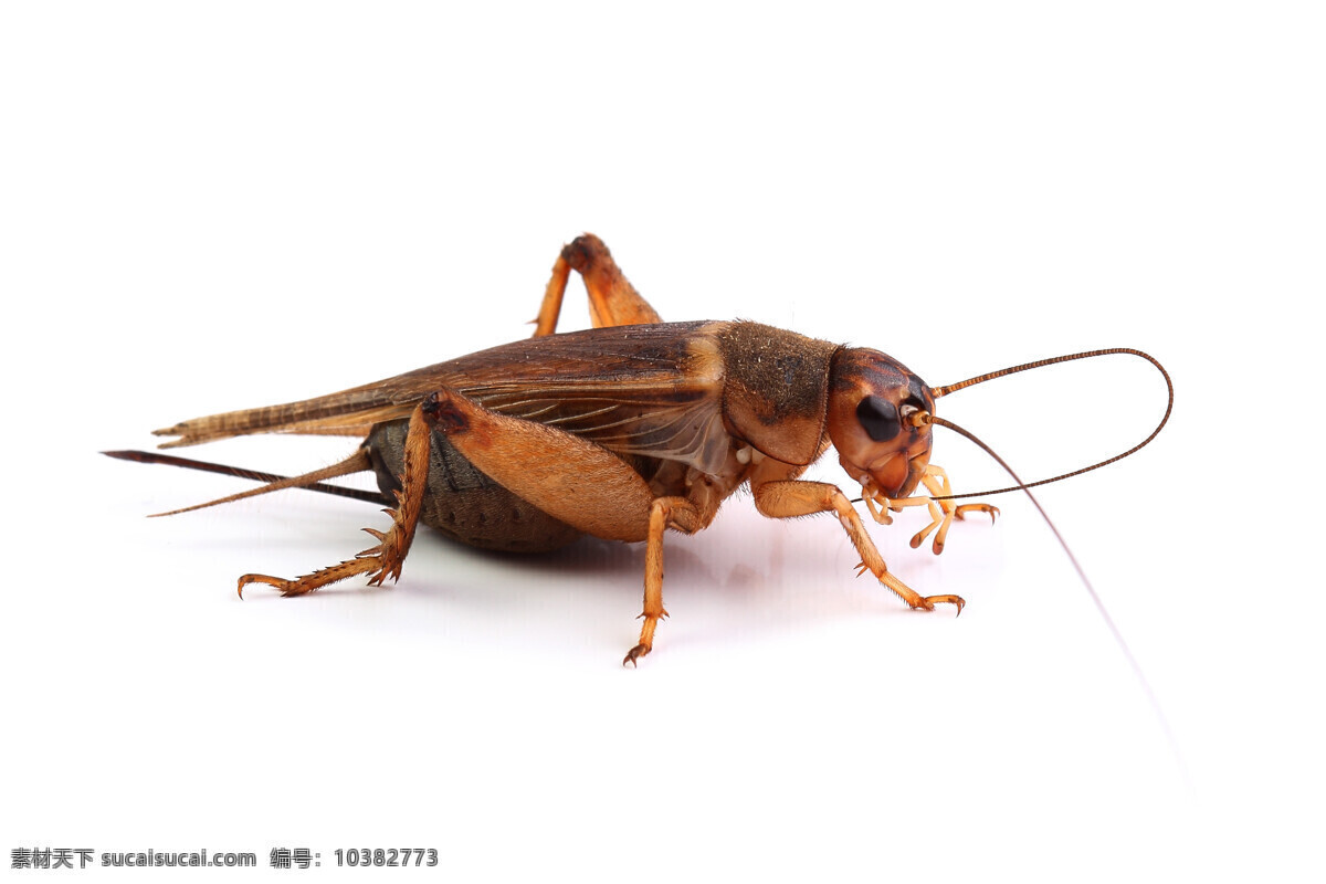 蟋蟀 甲虫 昆虫 虫 小虫 生物世界