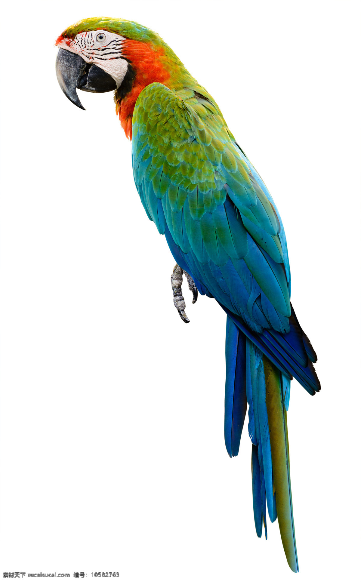 鹦鹉图片 鹦鹉 彩色鹦鹉 七彩鹦鹉 巴哥 美丽鹦鹉 鹦鹉素材 鸟类 特写 生物世界