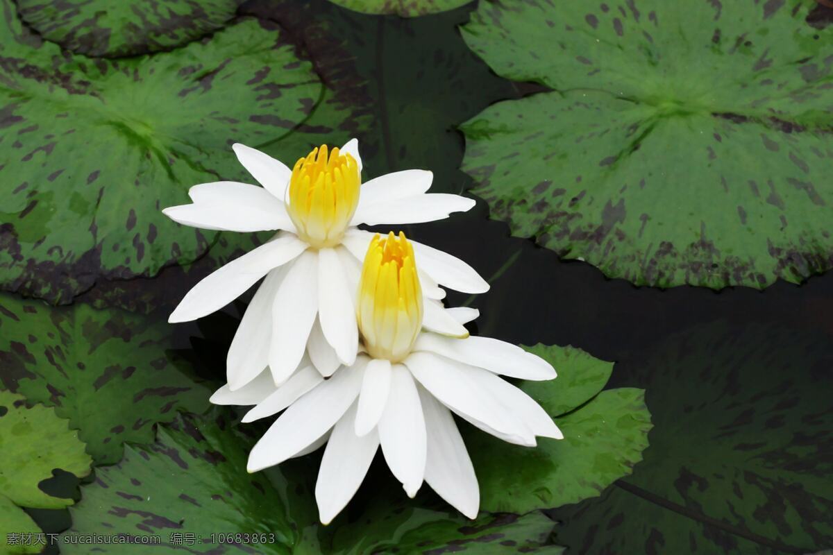 唯美 白 睡莲 高清 花卉 花朵 花草 植物 白色