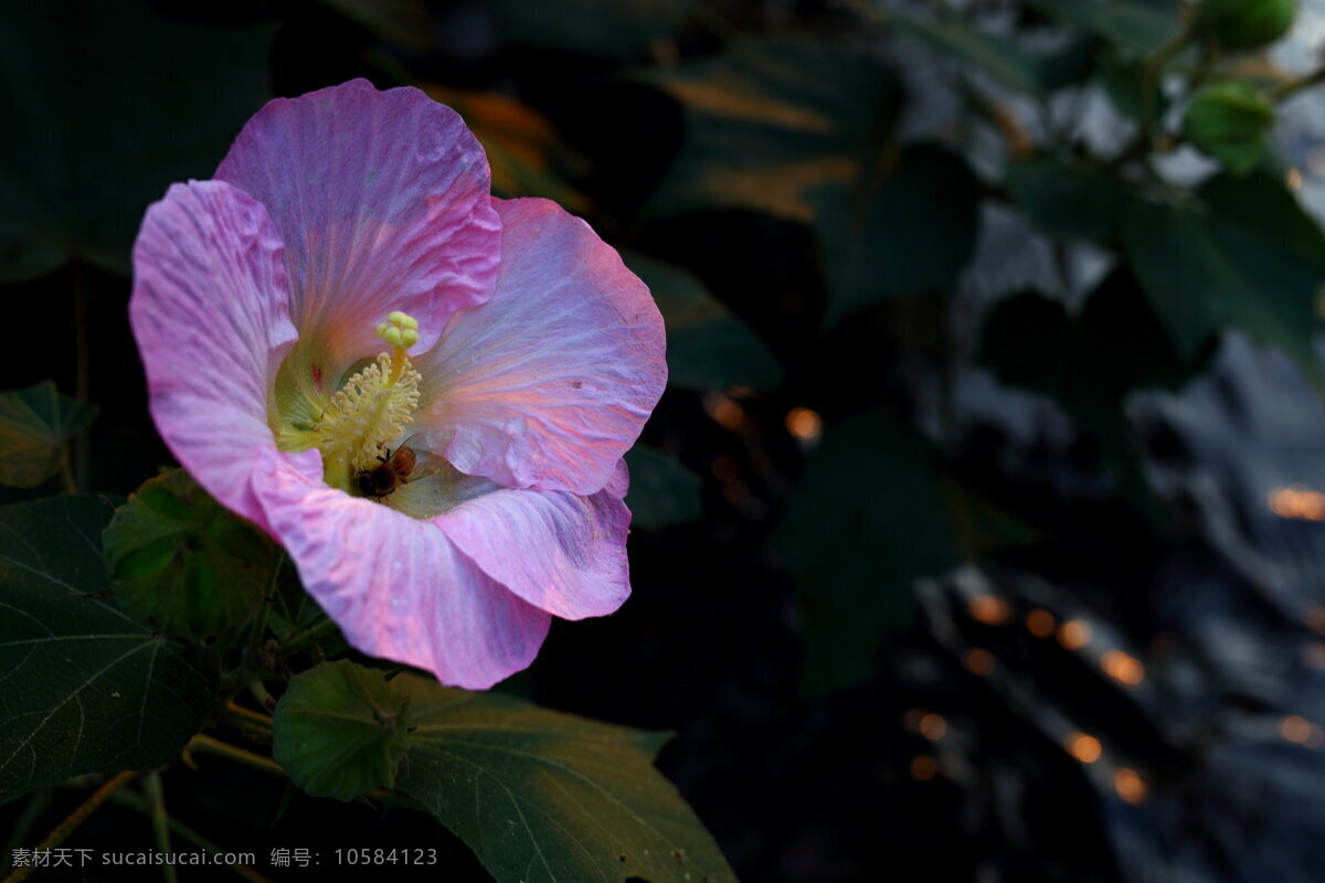 唯美 粉色 木槿花 鲜花 花卉 花朵 花草 植物