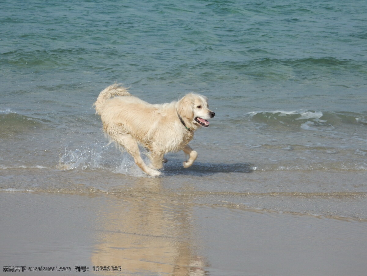 海边 金毛 犬 高清 猎犬 金毛猎犬 海滩 宠物狗