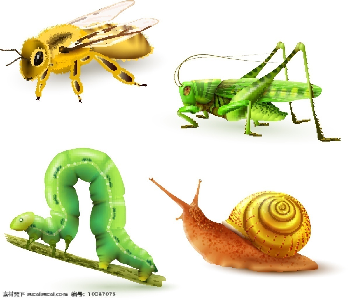 彩色 动物 集合 颜色 蜜蜂 昆虫 蜗牛 收藏 蠕虫 蚱蜢 有色