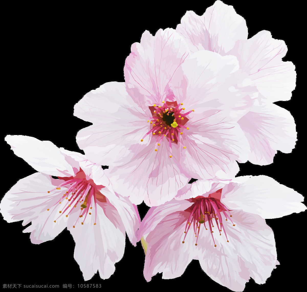 四 朵 白色 樱花 透明 粉红色 花卉 渐变 美丽 免扣素材 透明素材 装饰图片