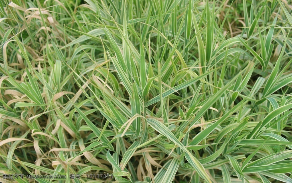 花叶芦竹 植物 景观 花 风景 装饰 花草 生物世界