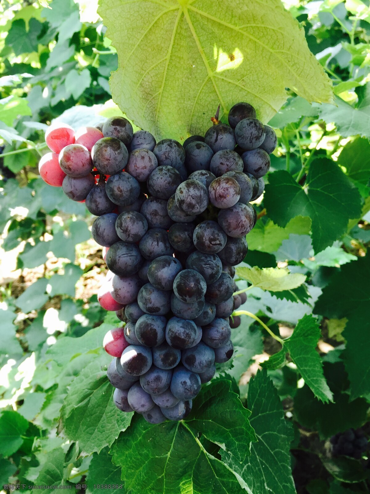 紫葡萄 葡萄 水果 玫瑰香葡萄 葡萄各种名称 农作物 植物 生物世界