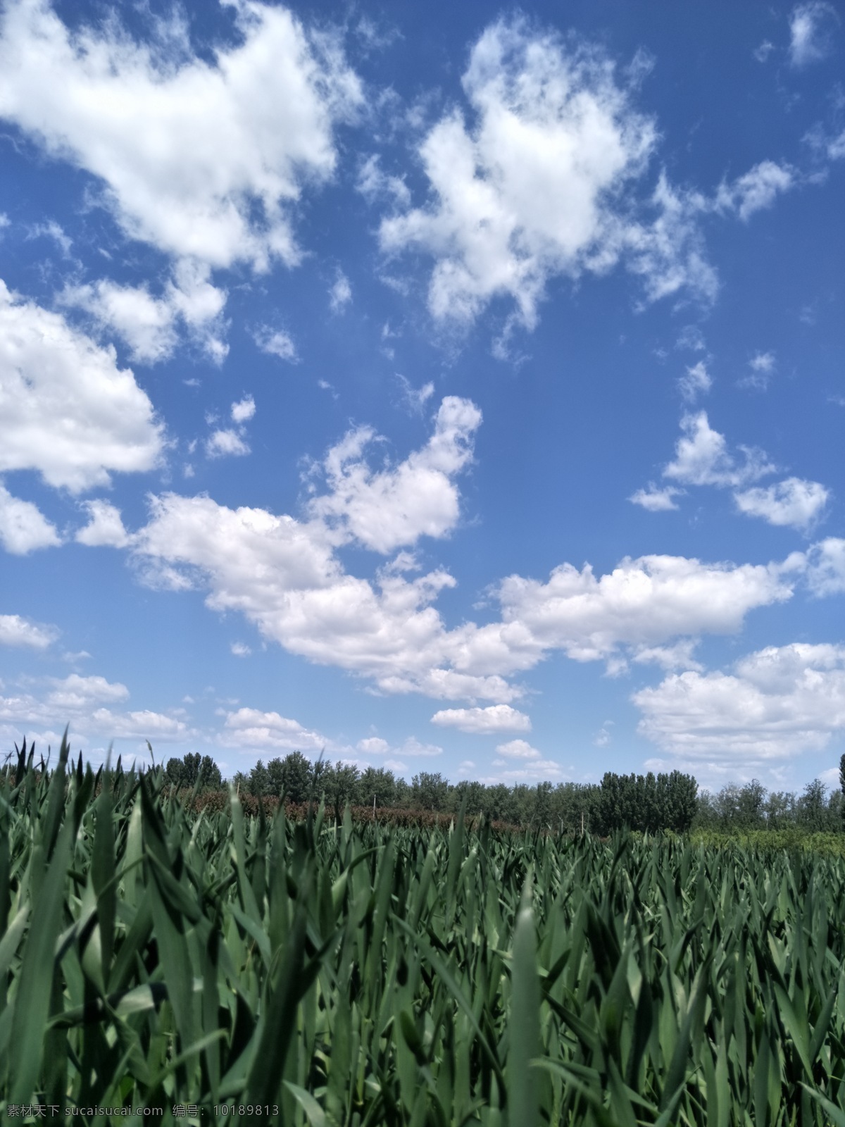 麦田风景 高清麦田 小麦 麦子 绿色 田园风光 蓝天 白云 风景图 自然景观