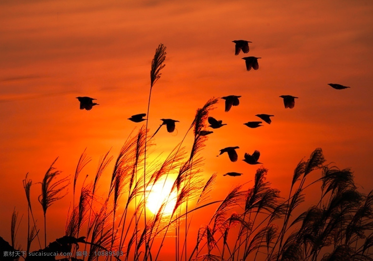 风景画背景 夕阳 芦苇 夕阳西下 鸟 背景图 风景画 海报背景素材 红色