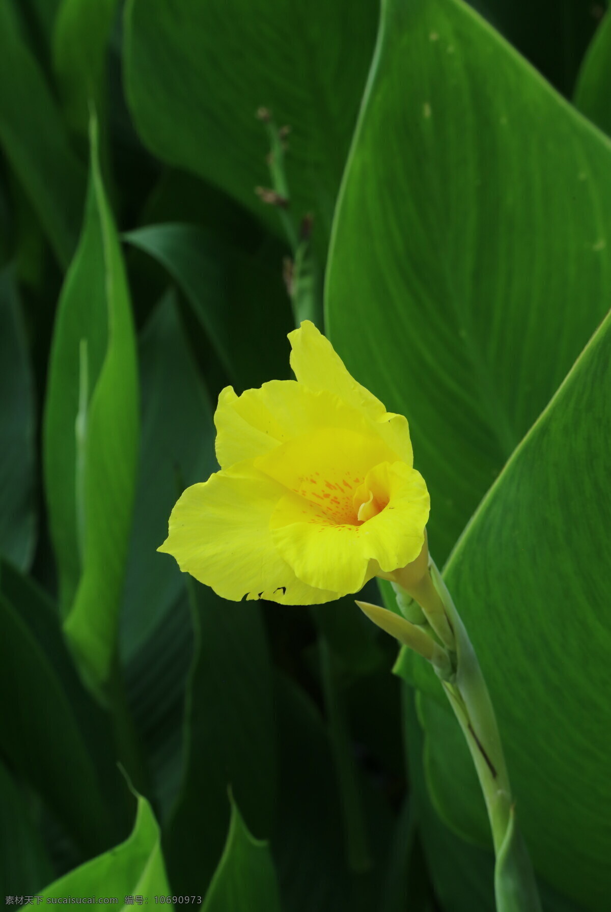 大花美人蕉 红艳蕉 花卉 花儿 花草 绿化景观 草本植物 花朵 园林景观 生物世界