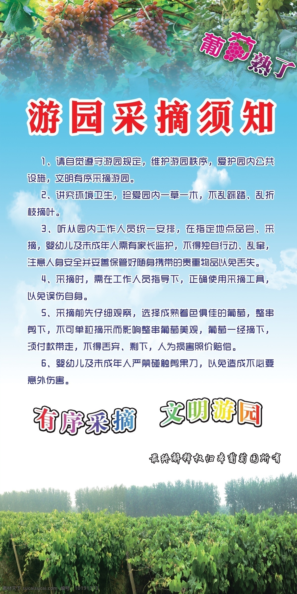 葡萄园 采摘须知 葡萄采摘 须知 说明 葡萄熟了 分层