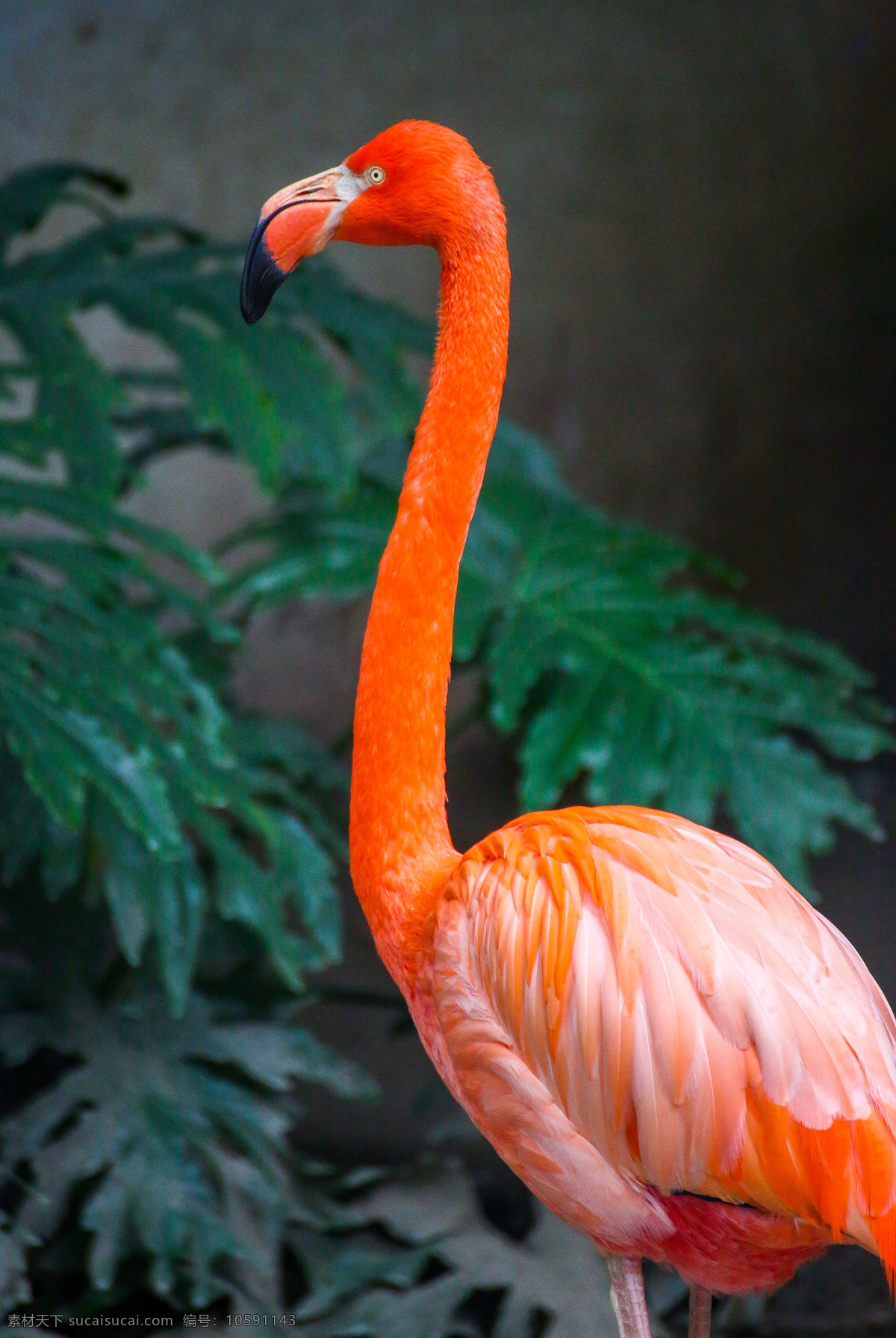 动物 火烈鸟 红鹳科 红鹳 鸟纲 动物园 生物世界 鸟类