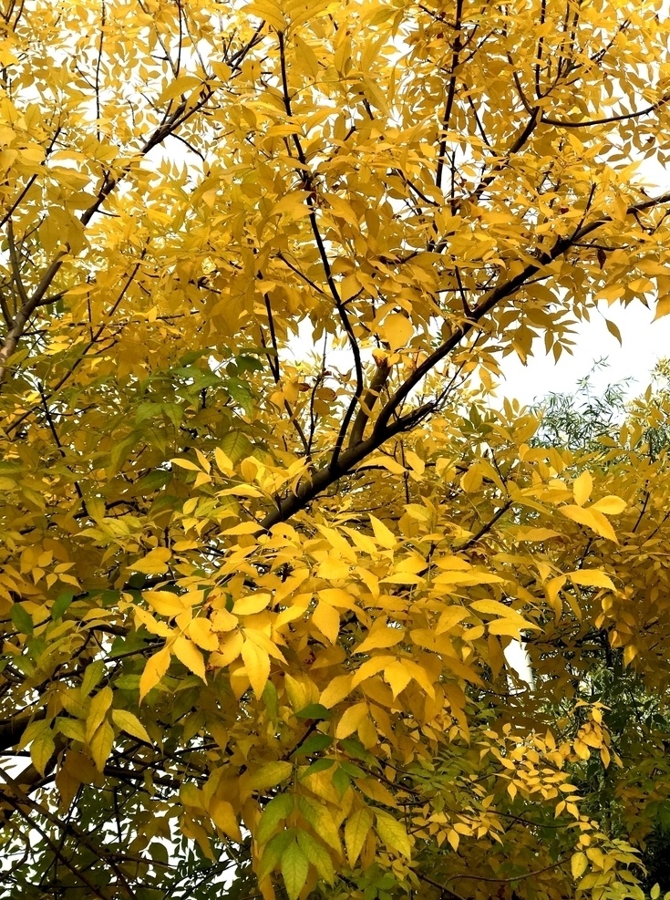 秋天黄叶图片 秋天 黄叶 浓密 深秋 爱慕 自然景观 田园风光
