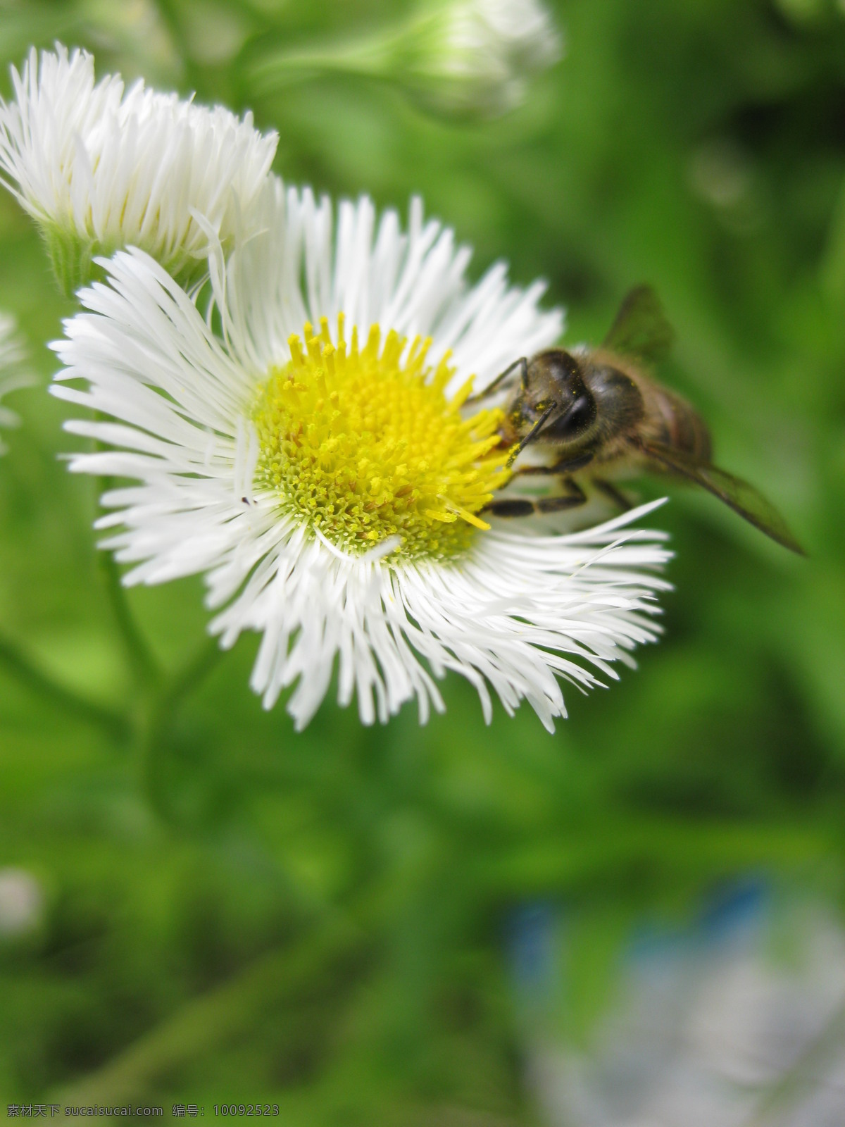 野 蜂 昆虫 生物世界 野蜂 野蜂菊花