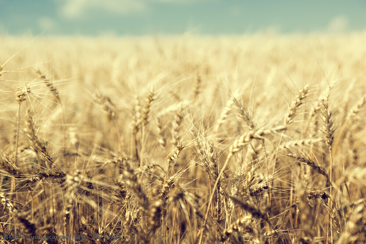 成熟 麦田 风景 高清 田园 乡村 麦地 麦子 小麦