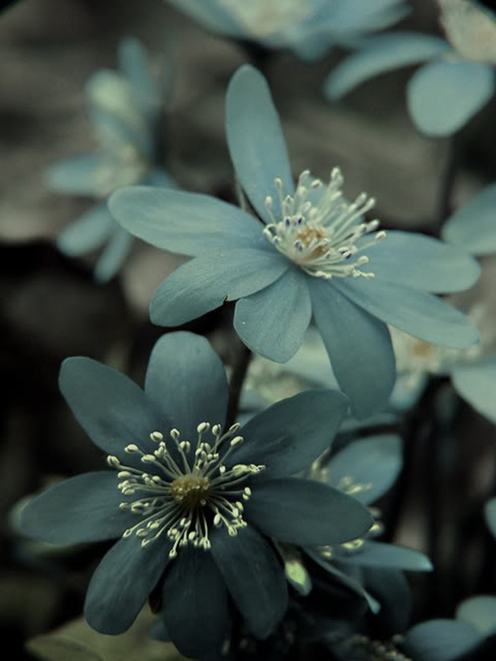 位图 植物摄影 花卉 花朵 免费素材 面料图库 服装图案 黑色