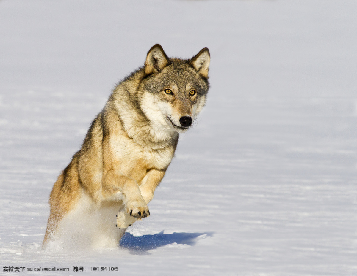 雪地 里 狼 雪地里的狼 狼摄影 动物 动物世界 陆地动物 野生动物 生物世界