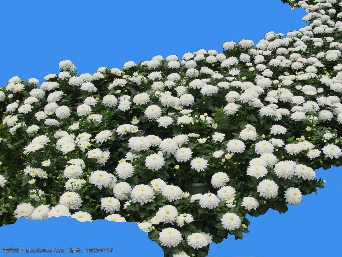 菊花 草本 类 观 花 植物 园林植物 观花 配景素材 园林 建筑装饰 设计素材 3d模型素材 室内场景模型