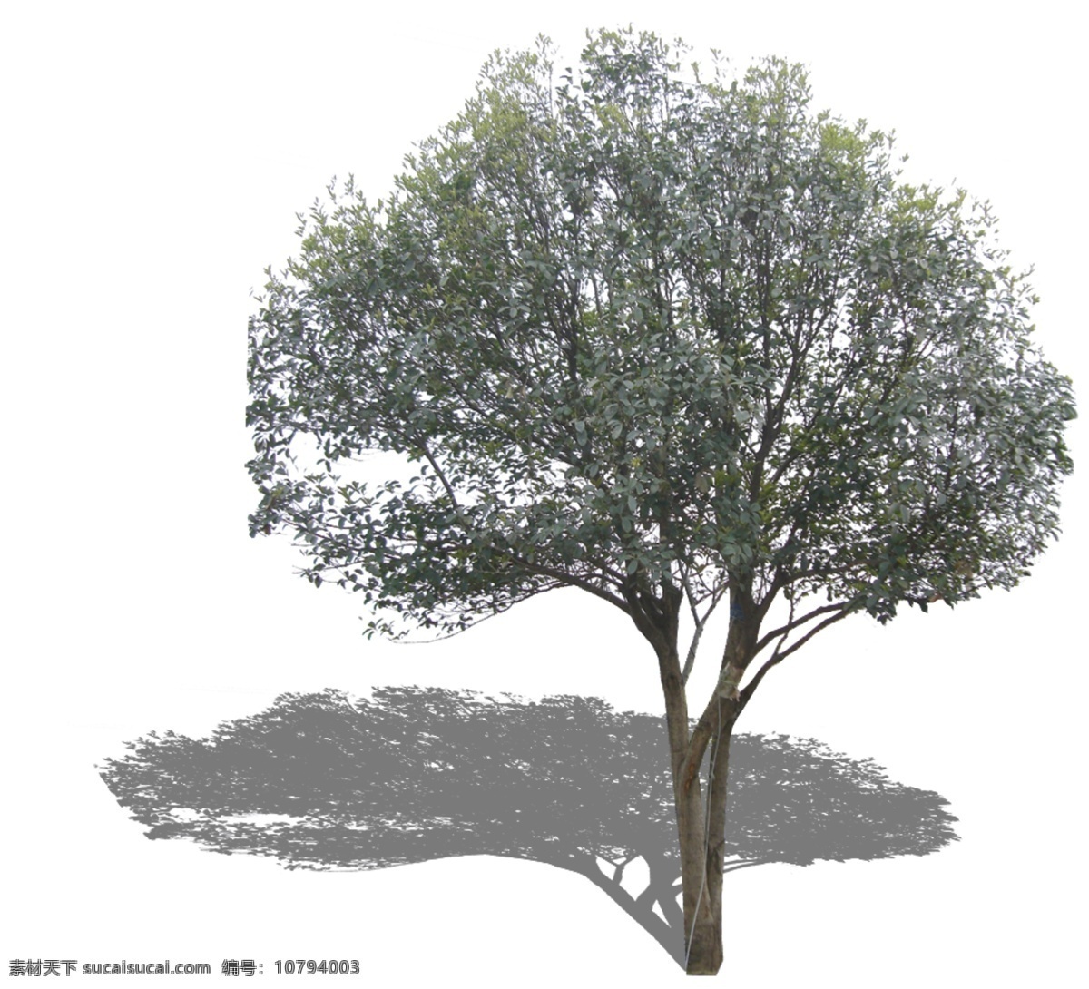 大 桂花 分层 绿化 源文件库 模板下载 大桂花2 装饰素材 园林景观设计