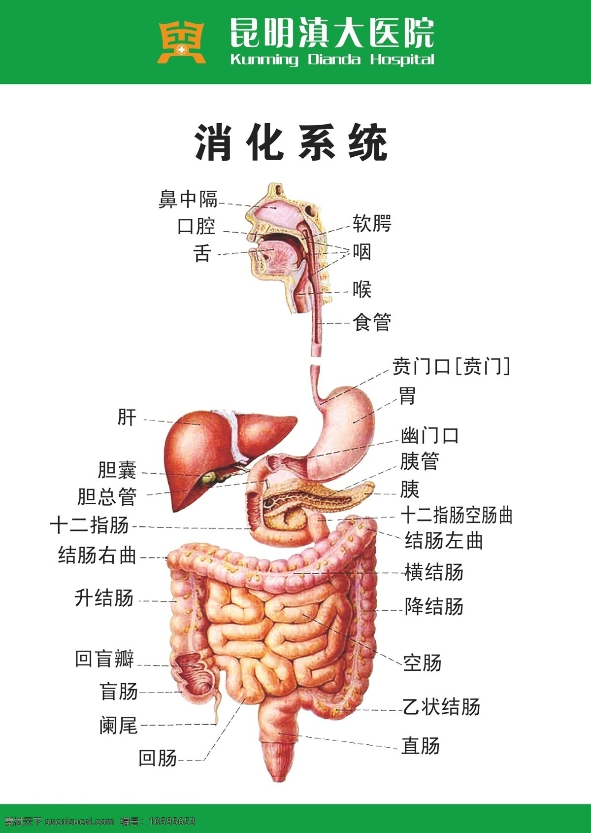滇 大 医院 肠胃 矢量 模板下载 滇大医院肠胃 消化系统模式 矢量设计 白色