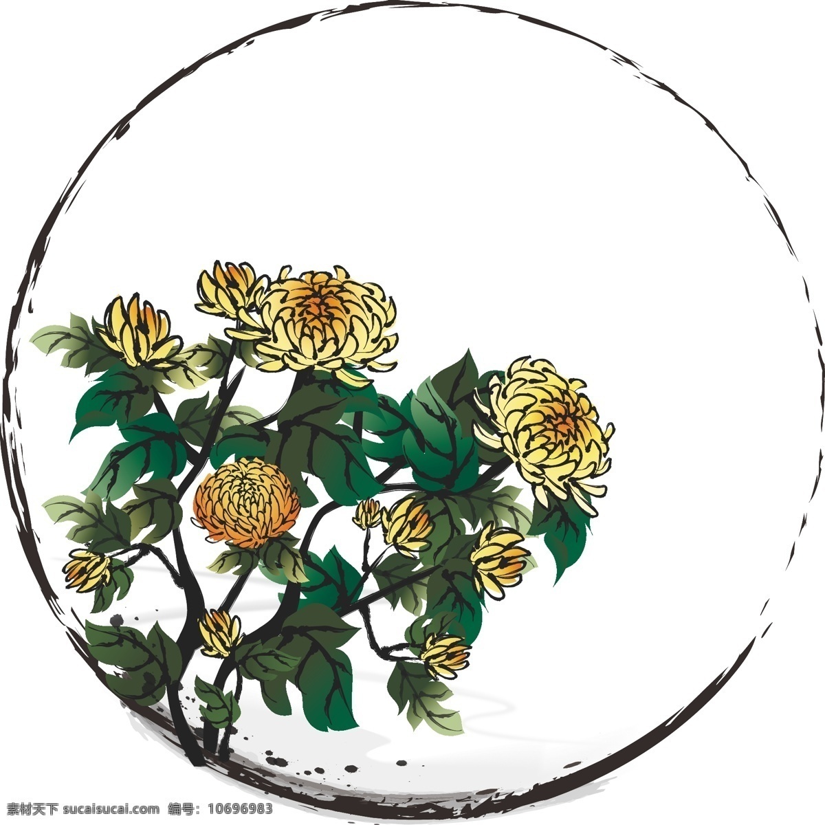手绘 中国 风 水墨 花卉 植物 边框 菊花 装饰 元素 中国风