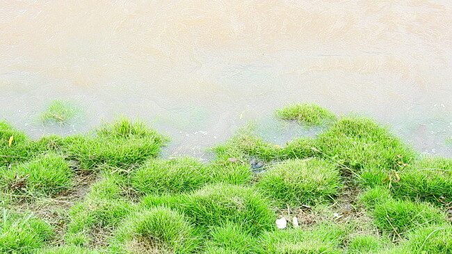 绿草水浪 绿草 水浪 水 草 mov