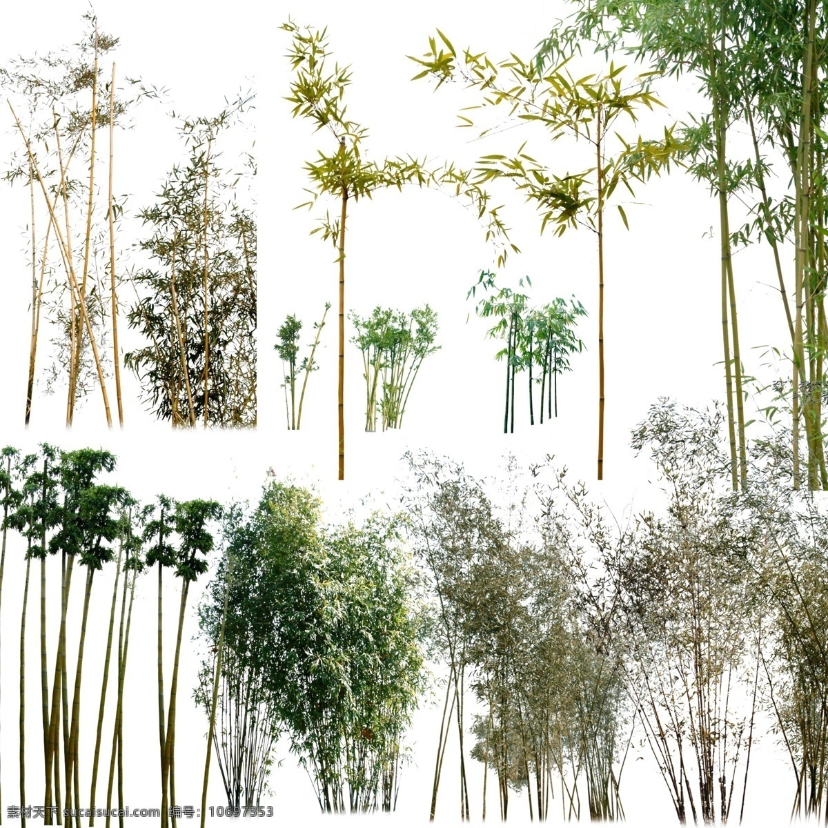 各种各样 竹子 绿色 树 植物 高竹子 高清素材 分层 风景