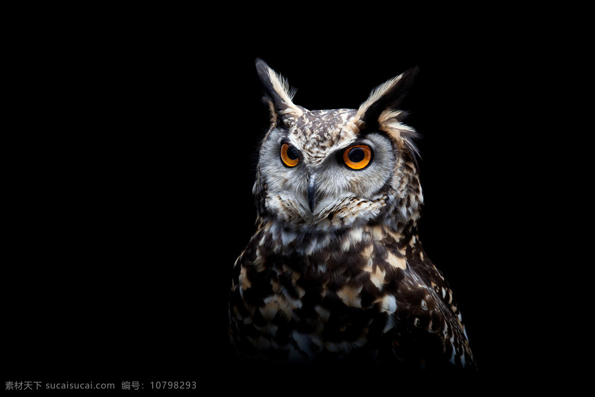 猫头鹰 猫头 猫鸟 猫头鸟 鹰 小猫头鹰 大猫头鹰 鸟类 生物世界