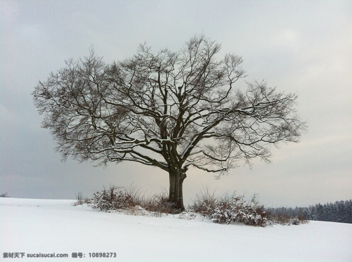 雪中老树 大雪 枯藤老树昏鸦 孤独的老树 风雪中的大树 雪中枯树 自然景观 自然风景
