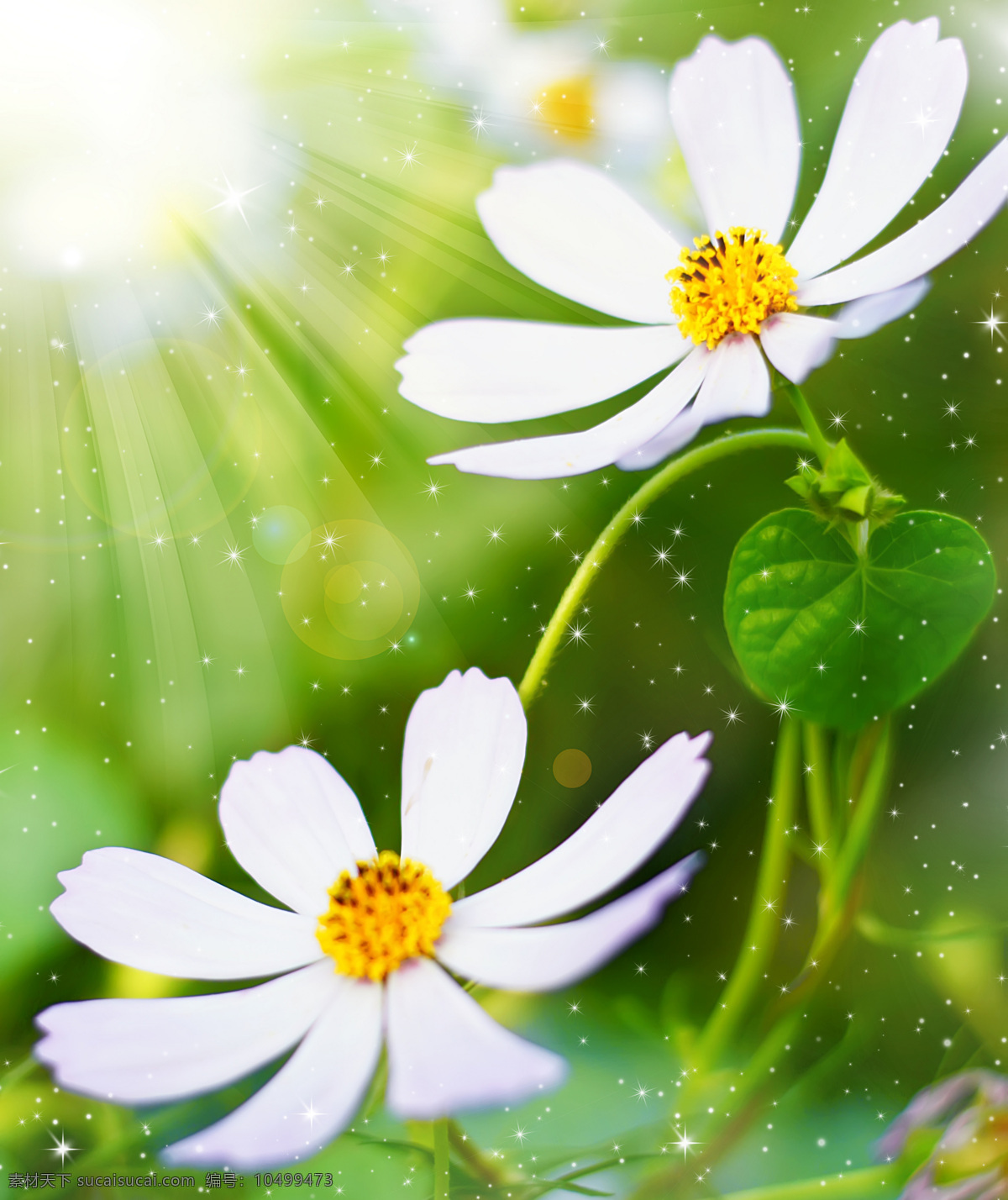 唯美 鲜花 风景 季节 春天 春季 朦胧 光晕 星光 光束 花草树木 生物世界