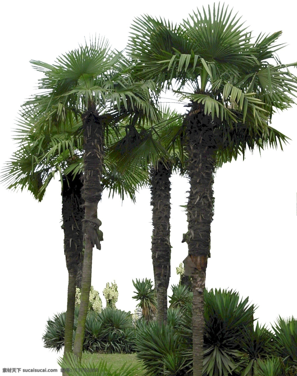 老人葵 蒲葵 葵树 大叶 棕榈 棕榈树 热带树 椰子树 葵扇树 行道树 公园绿化 城市绿化 单体 分层