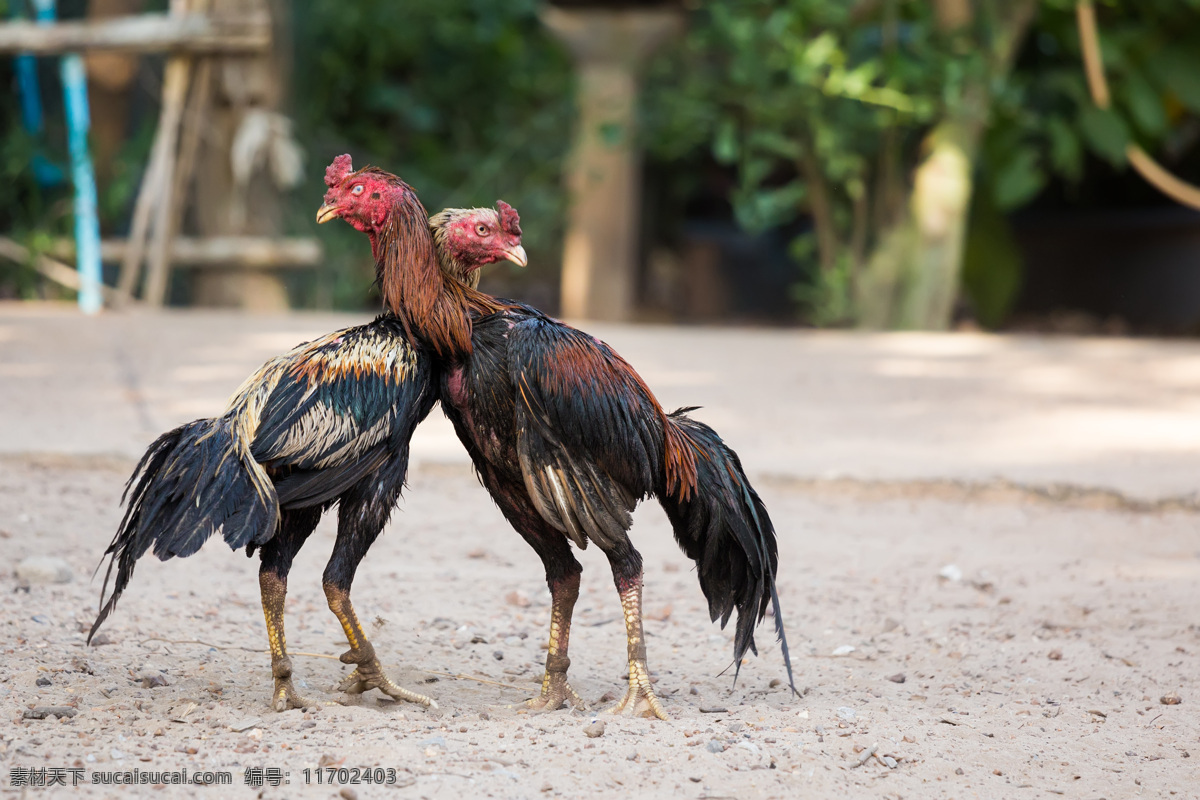 斗鸡摄影 斗鸡 公鸡 鸡 家禽动物 鸡摄影 陆地动物 生物世界 黑色