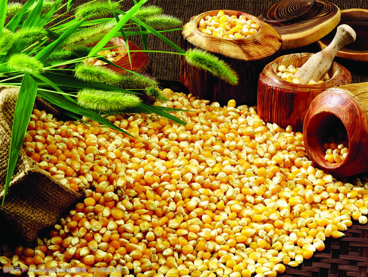 堆 玉米 粮食 五谷 杂粮 营养 木质容器 研磨 狗尾草 麻袋 食材原料 餐饮美食