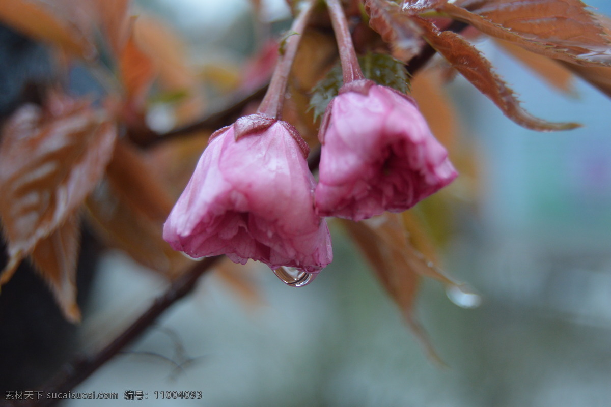 春雨 樱花 含苞待放 带雨樱花 春景 生物世界 花草