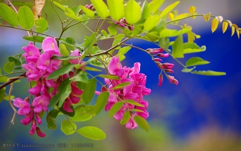唯美 植物 自然 鲜花 花 花朵 花卉 槐花 槐树花 生物世界 花草
