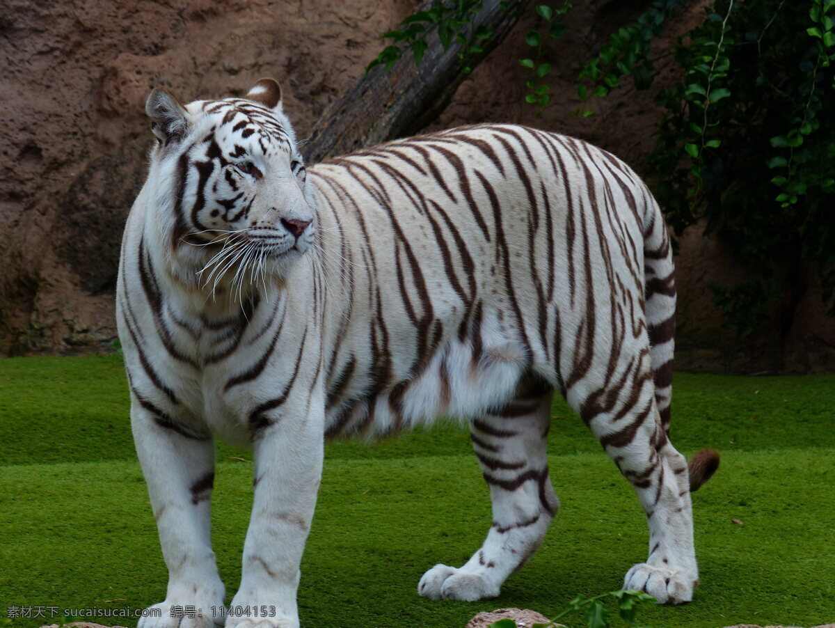 孟加拉 白 老虎 高清 野外 散步 白老虎
