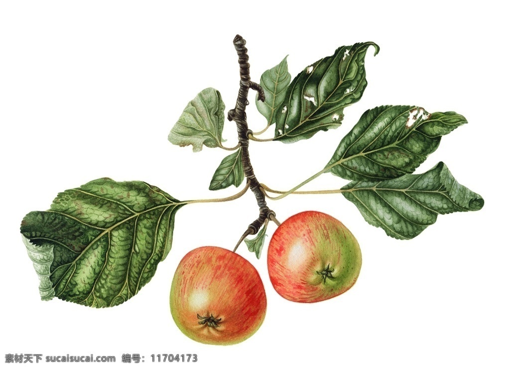 树枝上的苹果 苹果 树枝 国外 彩铅绘画 水彩 水果手绘 临摹 彩铅水果 手绘教程 水果插画 精美绘画 食物 彩色素描 插画 文化艺术 绘画书法