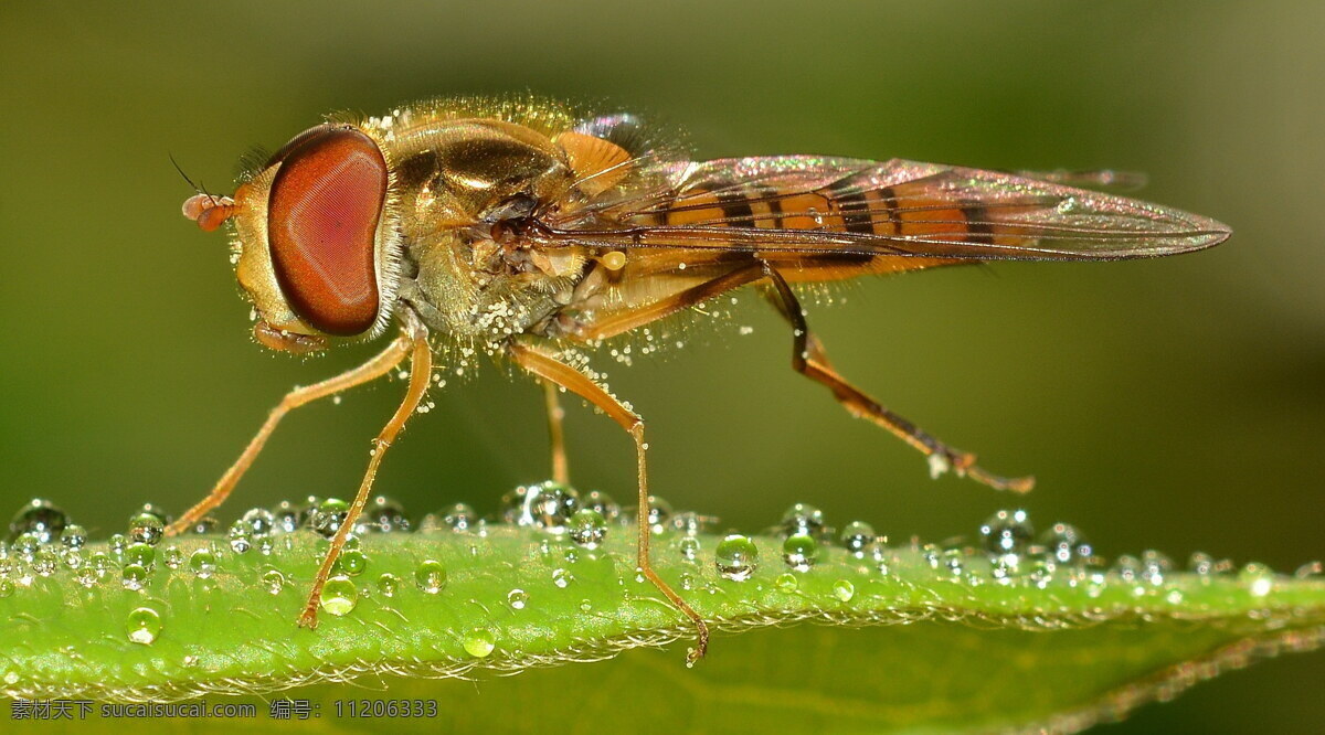 黑带 食 蚜 蝇 高清 食蚜蝇 食蚜蝇科 益虫 节肢动物 昆虫