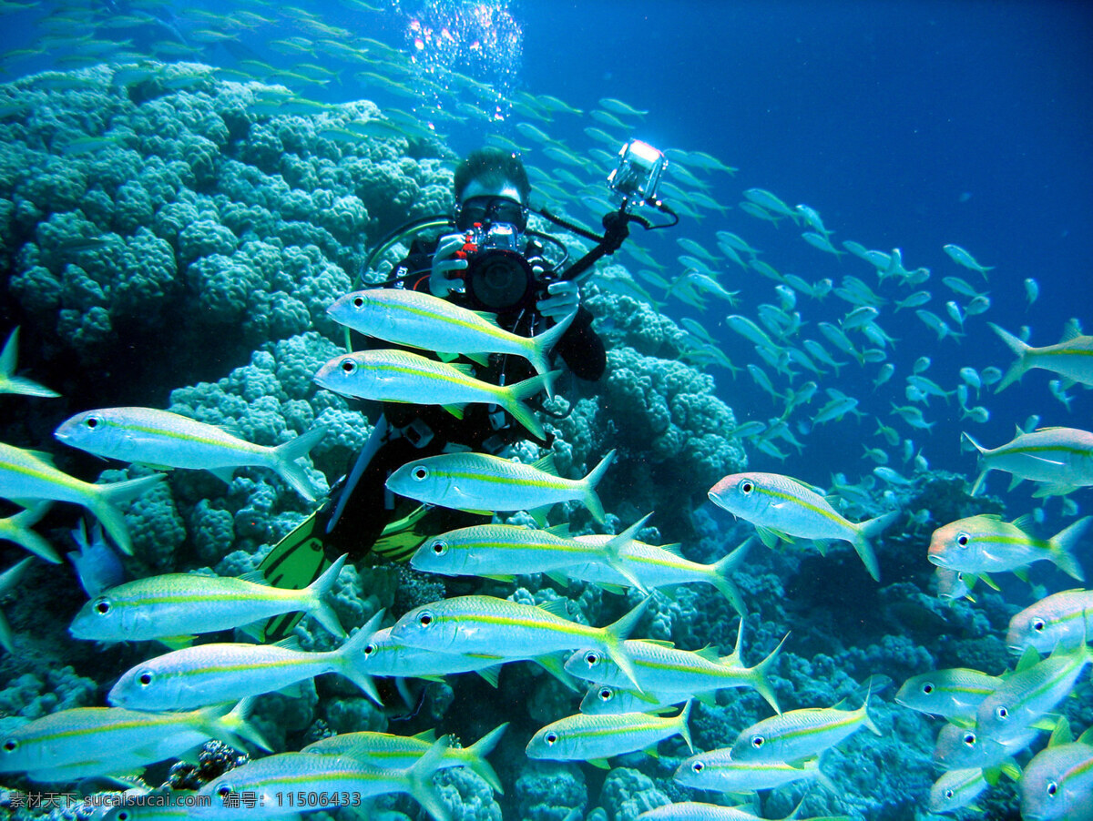 海底世界 海景 海洋 海洋生物 海洋世界 海鱼 海藻 珊瑚 底世界 海礁 水族馆 海洋公园 海生物 珊瑚礁 海洋博物馆 海洋生物摄影 生物世界 风景 生活 旅游餐饮