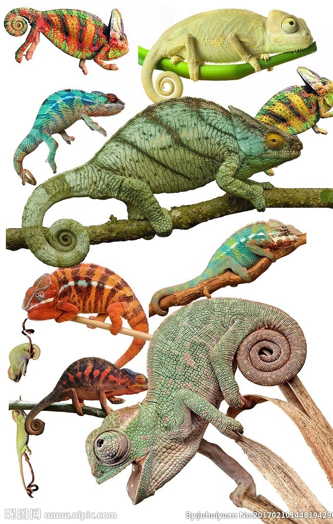 变色龙集合 变色龙 合集 动物 热带 雨林 卡通 绚丽 蜥蜴
