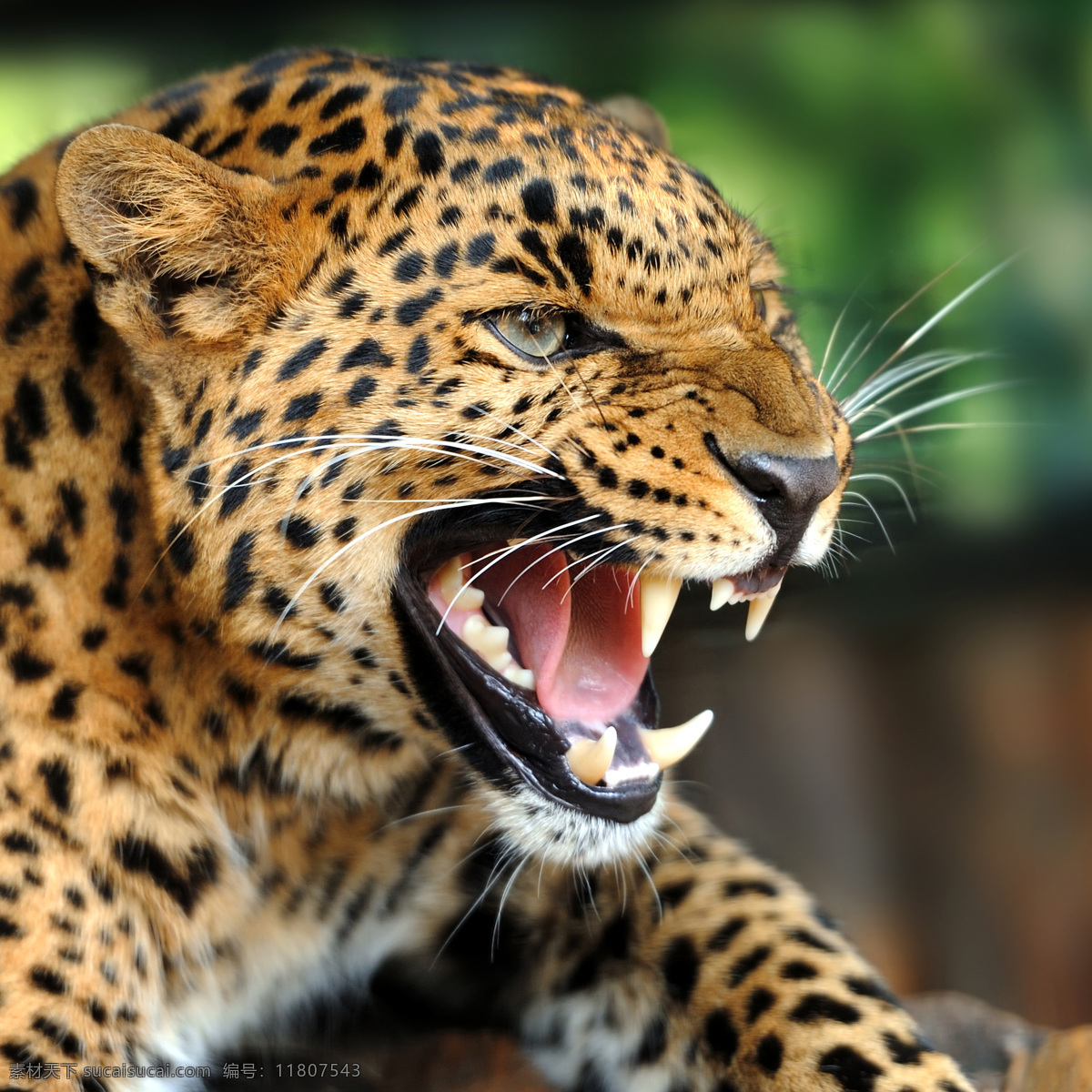 发怒 猎豹 豹子 吼叫 嚎叫 金钱豹 动物世界 野生动物 陆地动物 动物摄影 生物世界