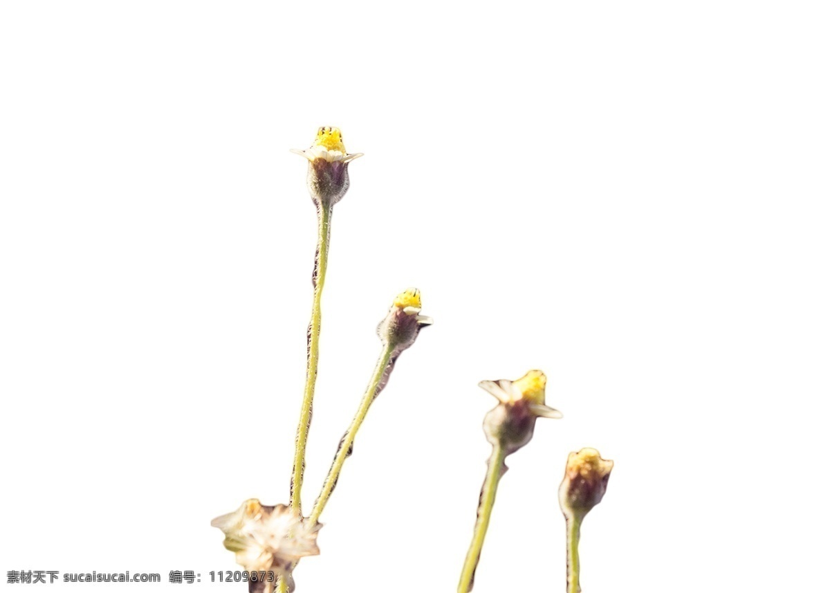五根蒲公英 蒲公英 花径 花朵 种子