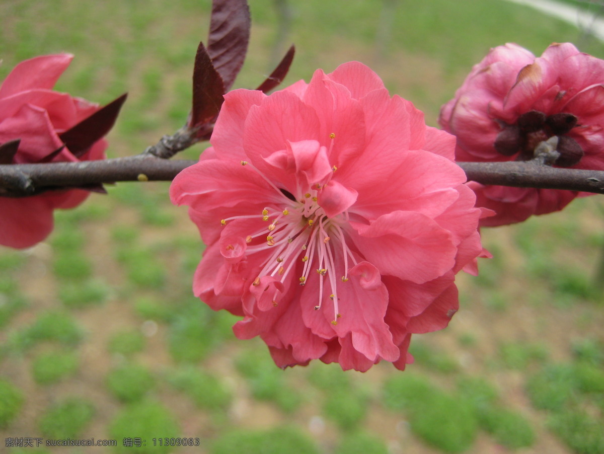 微 距 花卉 花朵 花卉花朵 花卉图片 鲜花 鲜花花朵 鲜花图片 风景 生活 旅游餐饮