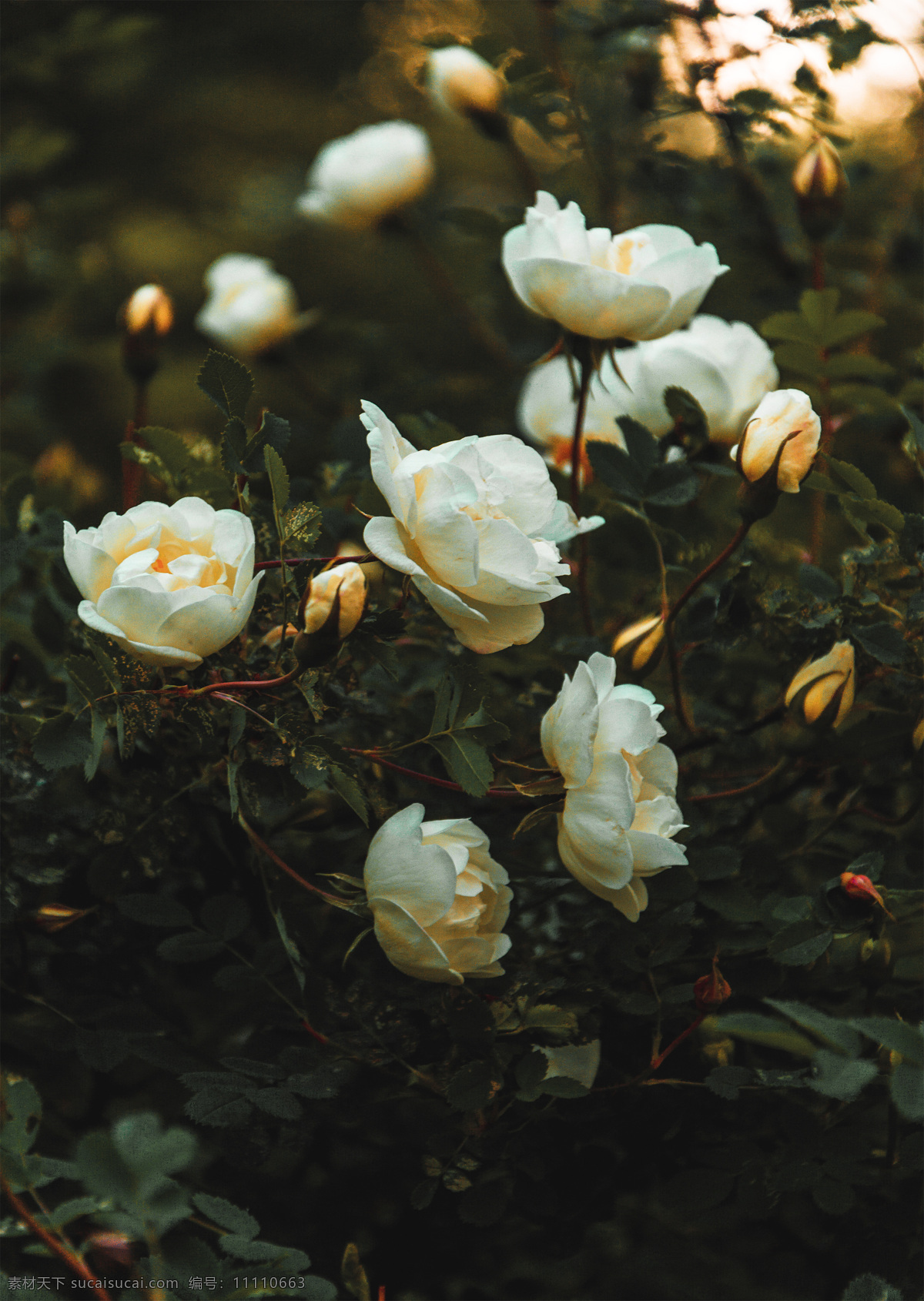 绿色植物 植物 花朵 白色花朵 白色 花枝 花瓣 白色花瓣 叶子 叶片 玫瑰 白玫瑰