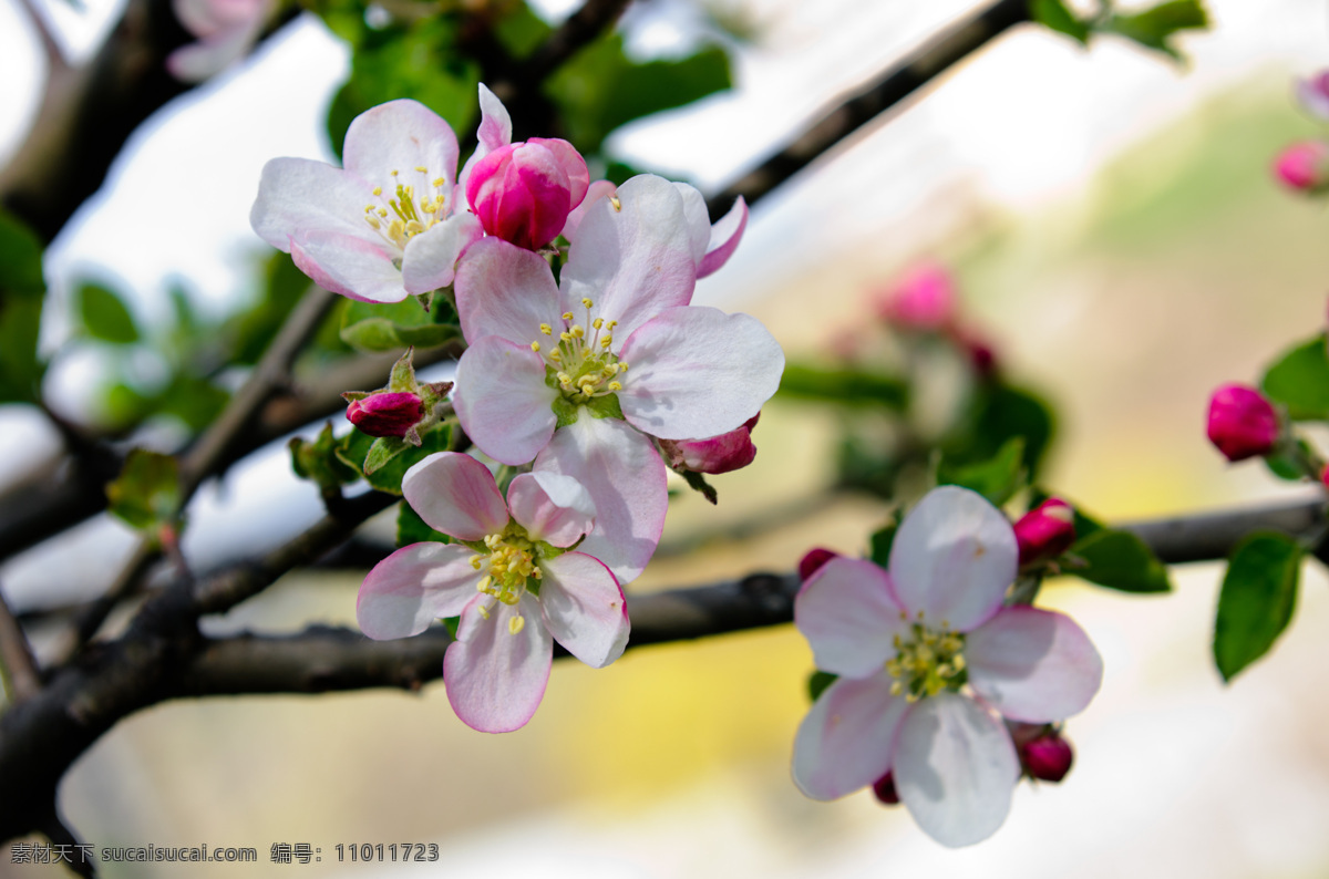 苹果花 苹果树 苹果树枝 苹果 树枝 枝头 粉色花朵 鲜花 花 花儿 花卉 粉红色 花瓣 淡雅 花朵 盛开 开放 树木树叶 花草 生物世界 白色
