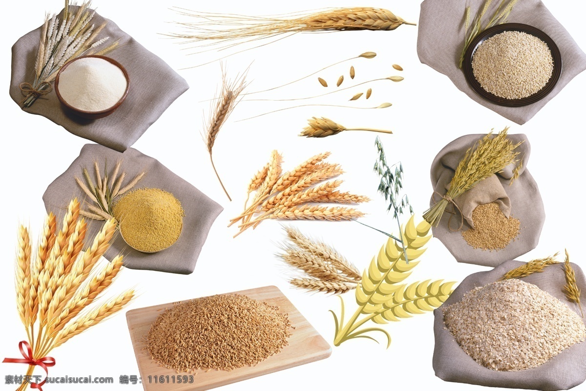 麦子图片 透明素材 png抠图 麦子 稻子 麦苗 小麦 大麦 农作物 粮食 勤劳的人民 植物 植物素材 粮食作物 金黄稻谷