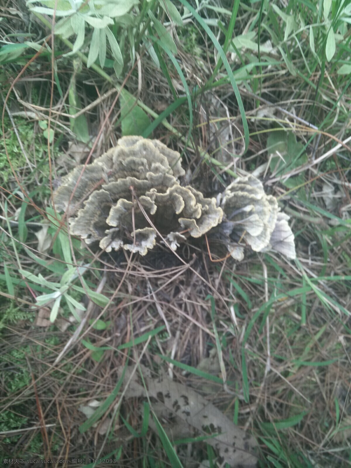 干巴菌 野生 美味 云南特产 山珍 野生菌 生物世界 其他生物