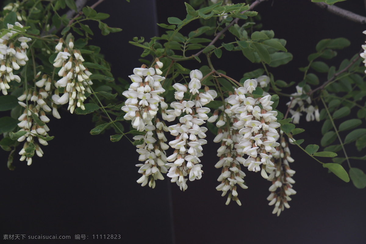 槐花 白槐花 槐花树 槐花蜜 槐花花朵 花草 生物世界 黑色