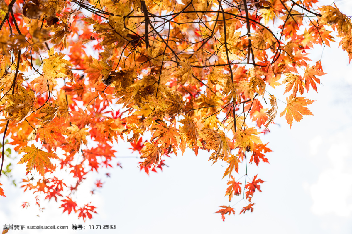 枫树叶 秋天 红色 背景 天空 叶子 光线 生物世界 树木树叶